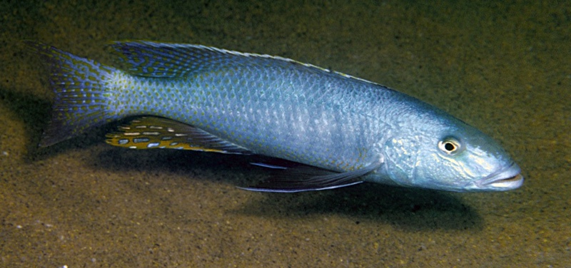 Champsochromis caeruleus 'Same Bay'